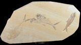 Diplomystus & Knightia Fossil Fish Plate #10895-4